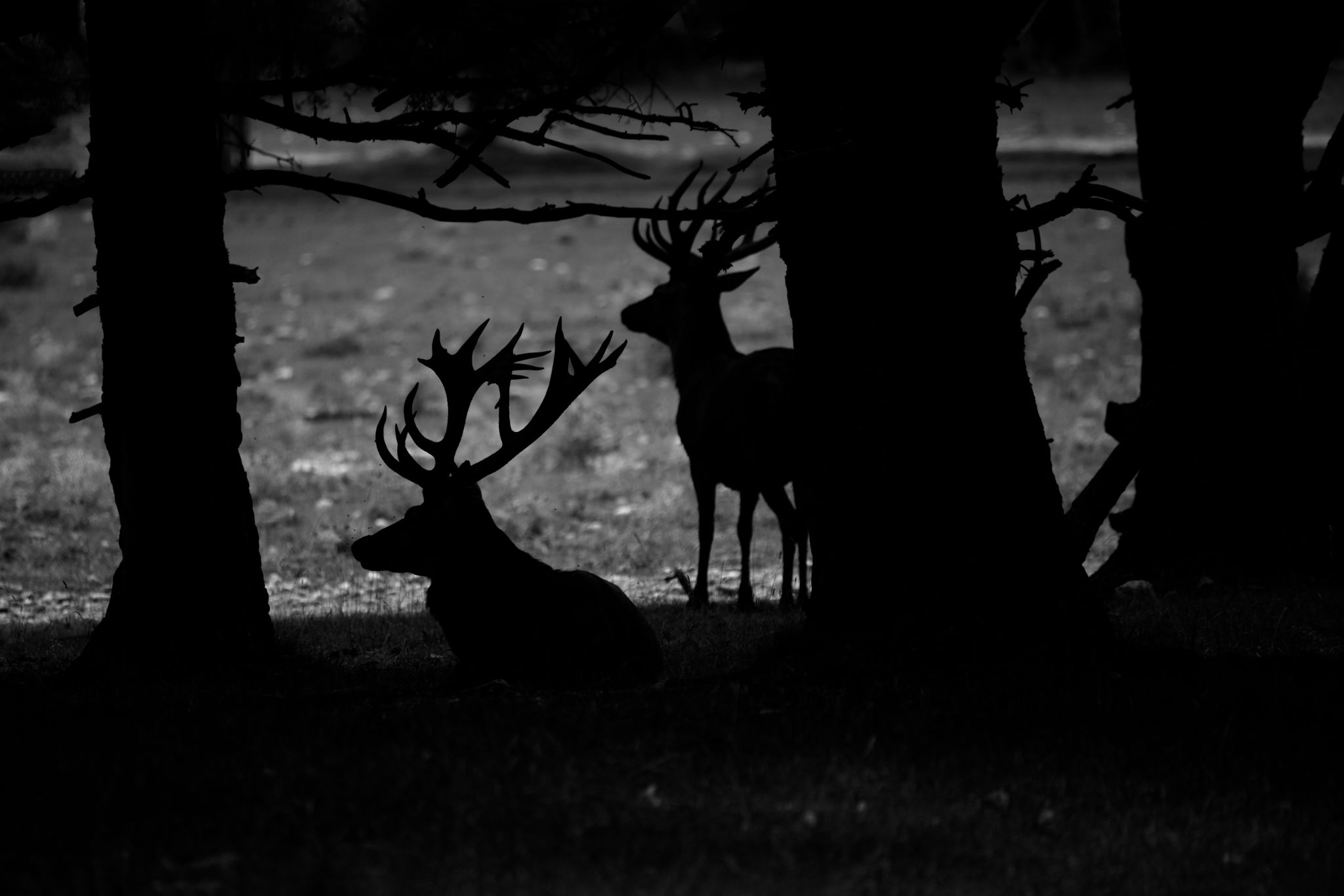 DG  Ombre en forêt 12X18 DSC 2107